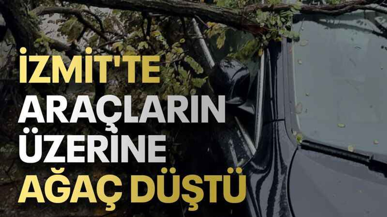 İzmit'te araçların üzerine ağaç düştü